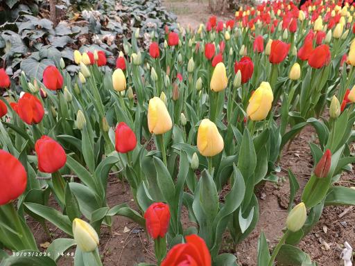 عکس بوستان کوشک باغ وکیل آباد