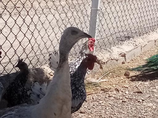 عکس پارک حیات وحش چشمه خسرو