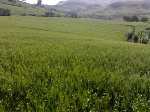 عکس چمنار