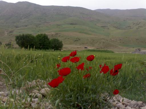 عکس چمنار