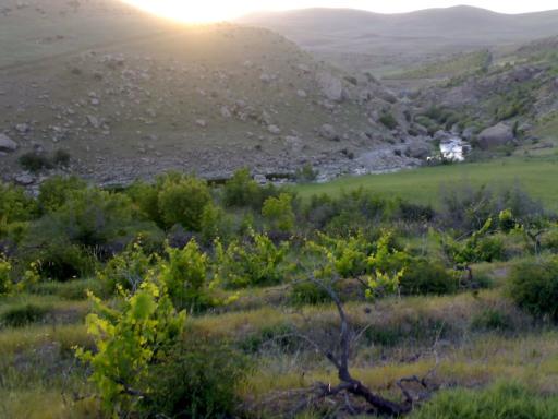 عکس چمنار