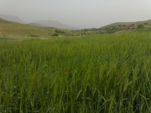 عکس چمنار