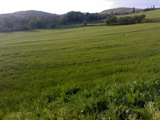 عکس چمنار