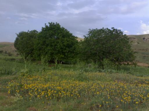 عکس چمنار