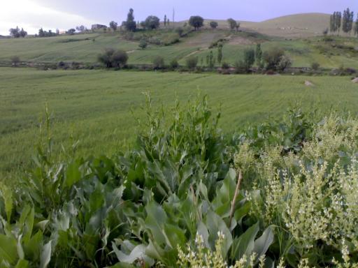 عکس چمنار