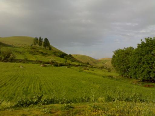 عکس چمنار