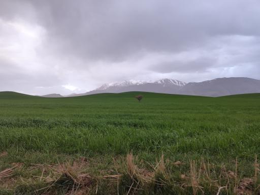 عکس چمنار