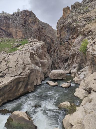 عکس چمنار