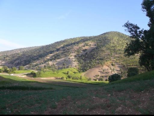 سیاه دره 3 کوسه
