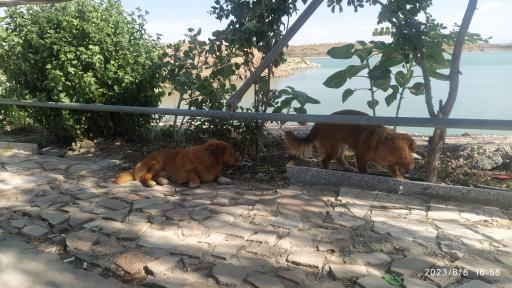 عکس دریاچه امند