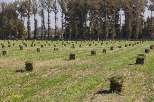 عکس احمدآباد مستوفی