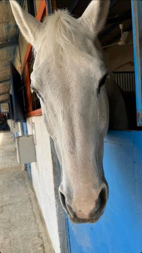 باشگاه سوارکاری آفتاب شیراز