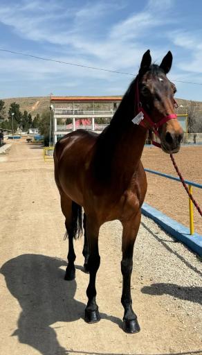 عکس باشگاه سوارکاری آفتاب شیراز