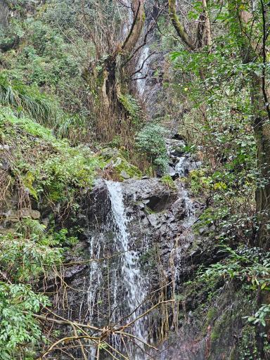 عکس آبشار جنگلی لیالستان سفید چشمه