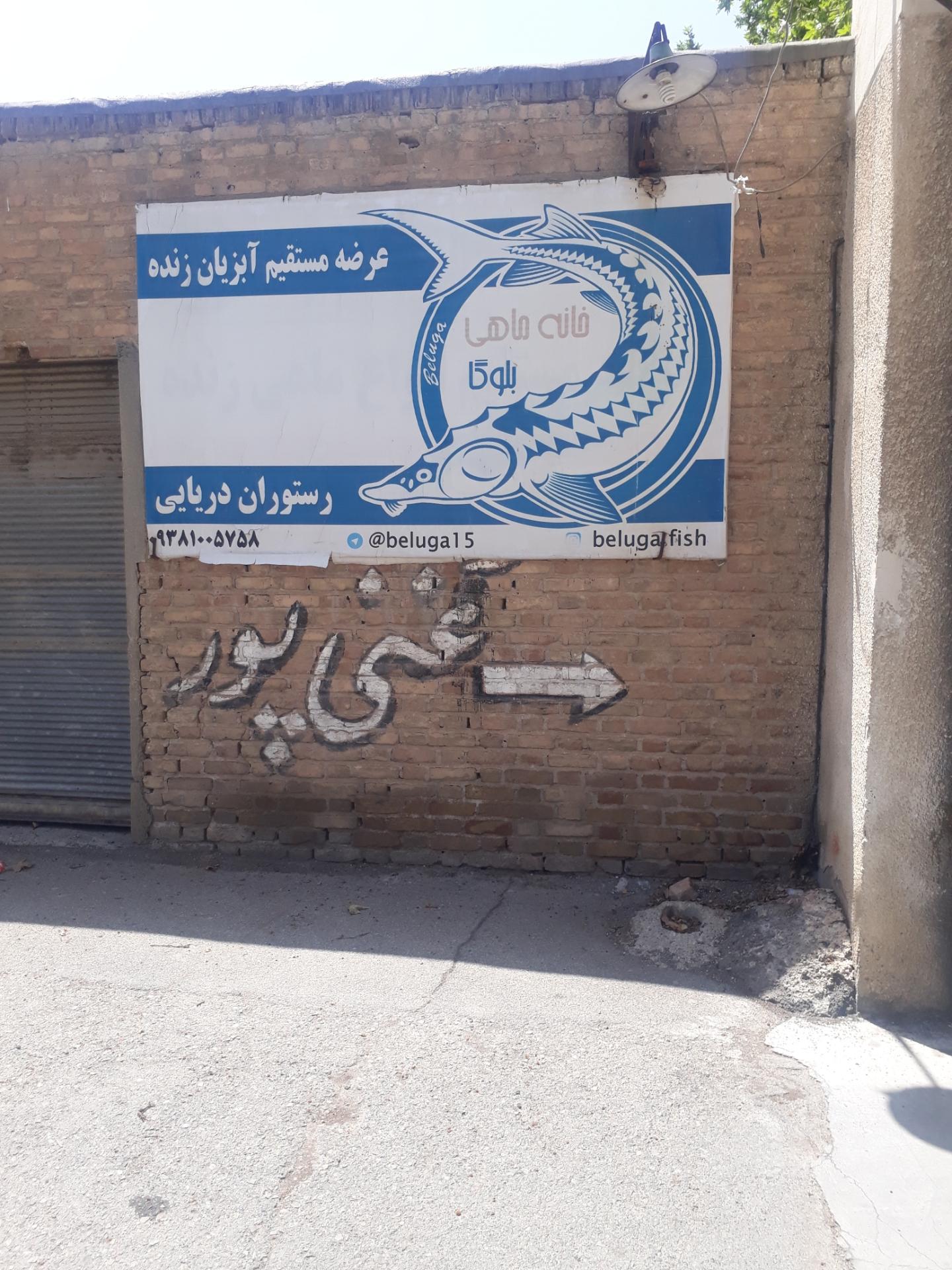 عکس ماهی زنده