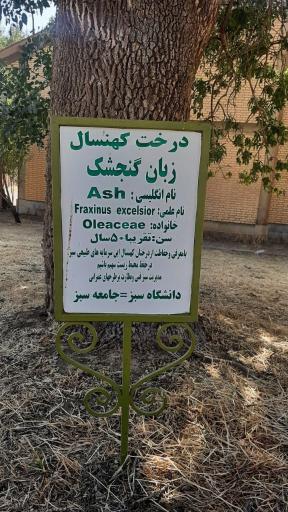 عکس دانشگاه بوعلی سینا