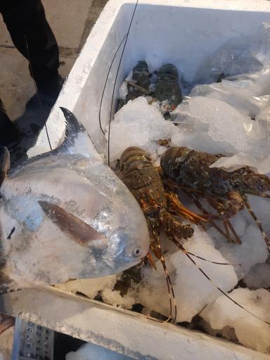 عکس قصاب باشی ساوانا