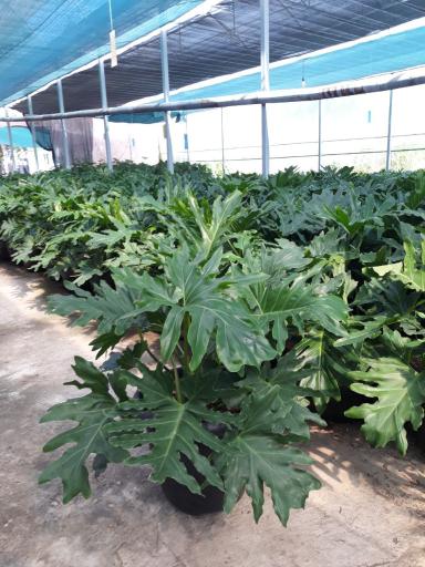 عکس خانه گل تی تی