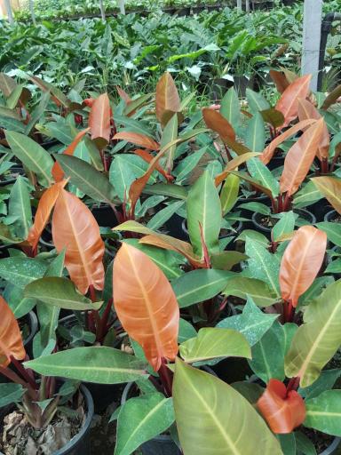 عکس خانه گل تی تی