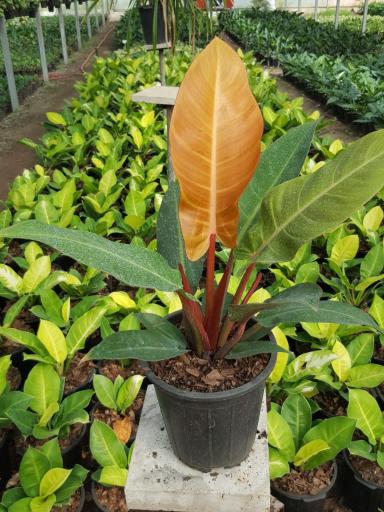 عکس خانه گل تی تی