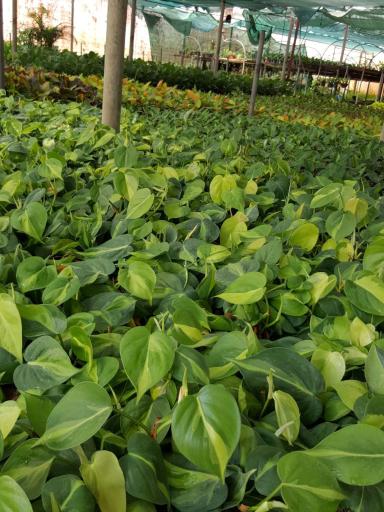 عکس خانه گل تی تی