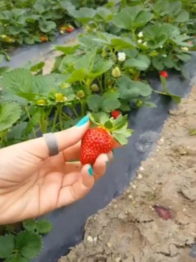 عکس خانه گل تی تی