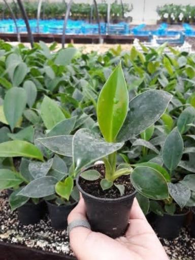 عکس خانه گل تی تی