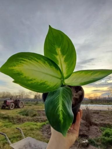 عکس خانه گل تی تی