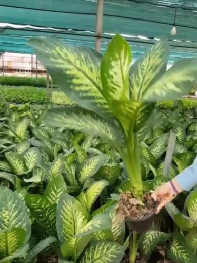 عکس خانه گل تی تی