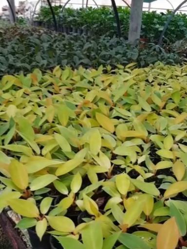 عکس خانه گل تی تی