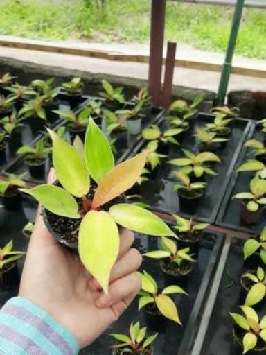 عکس خانه گل تی تی