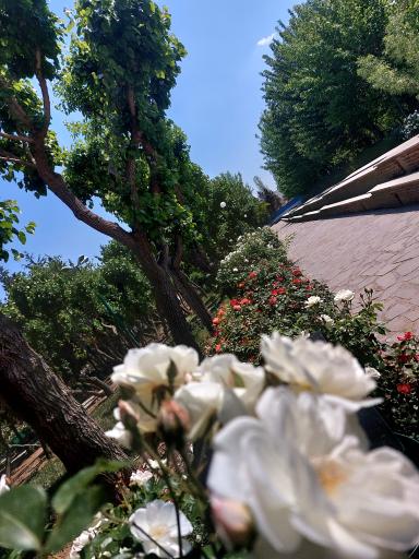 عکس بوستان خوارزمی