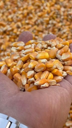 عکس انبار خوراک و علوفه دام و طیور طغیانی