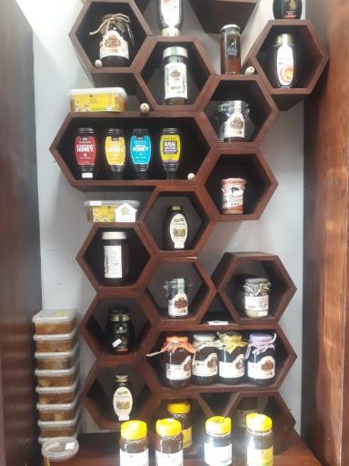 عکس خانه زیتون