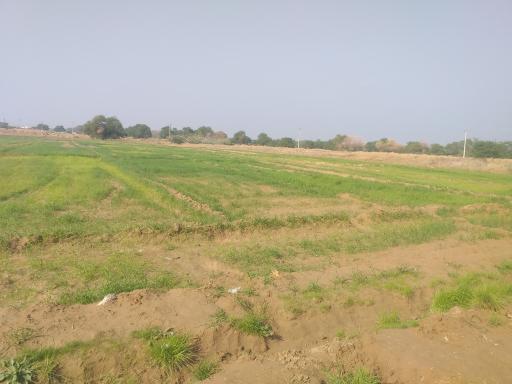 عکس جنگل حمیدیه