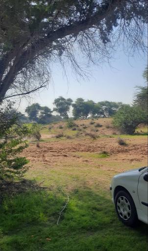 عکس جنگل حمیدیه