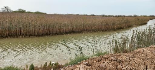 عکس اروندکنار