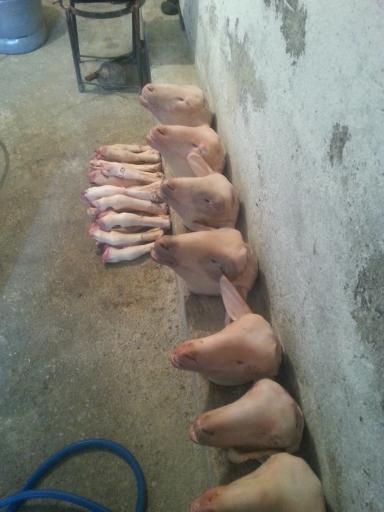 عکس کله پزی پاک