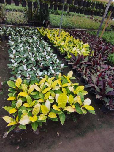 عکس نمایشگاه گل و گیاه باغ گل کاغذی