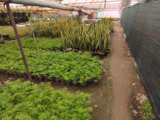 عکس نمایشگاه گل و گیاه باغ گل کاغذی