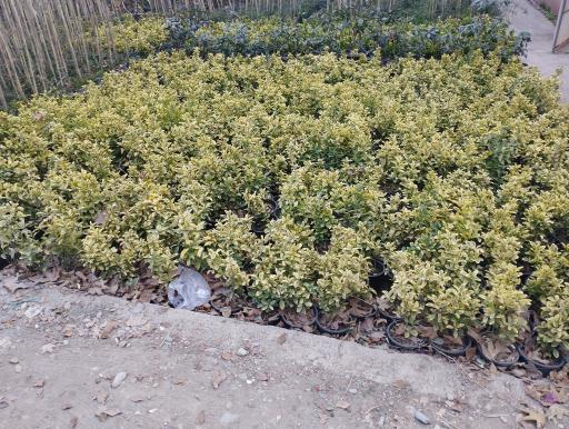 عکس نمایشگاه گل و گیاه باغ گل کاغذی