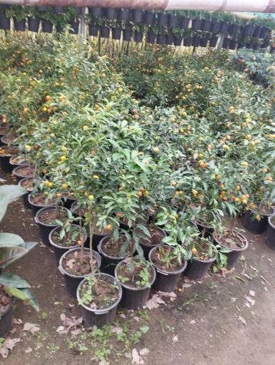 عکس نمایشگاه گل و گیاه باغ گل کاغذی