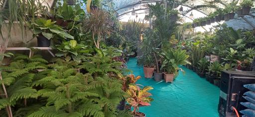 عکس گلستان یاس