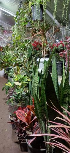 عکس گلستان یاس