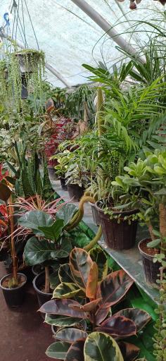 عکس گلستان یاس