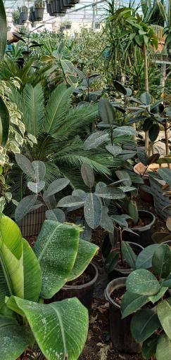 عکس گلستان یاس