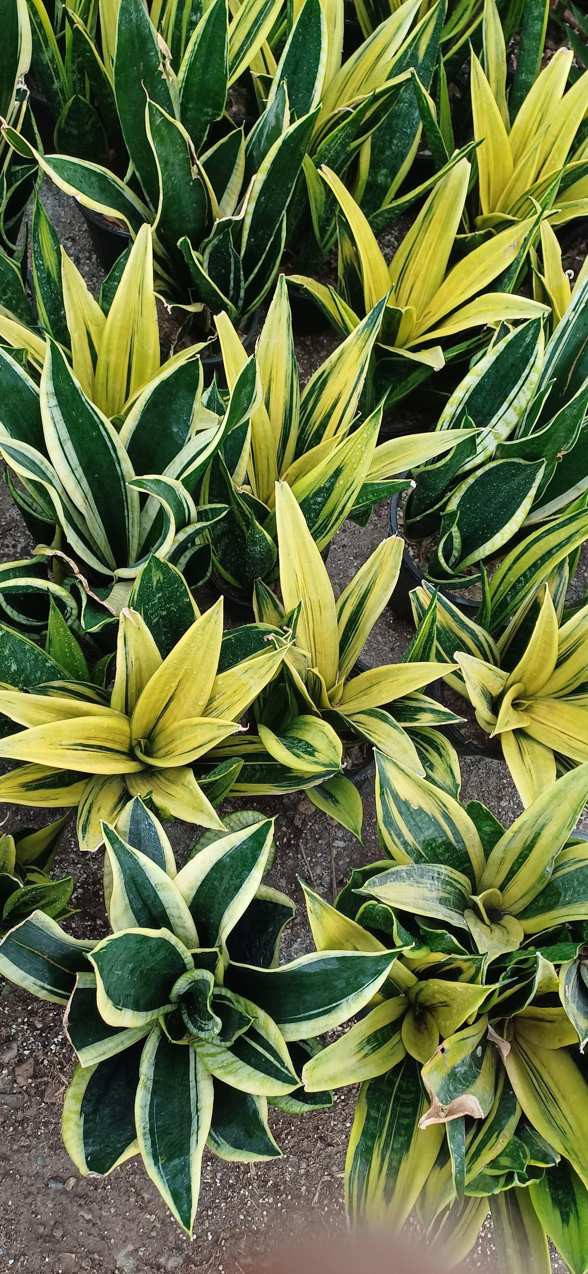 عکس گلستان یاس