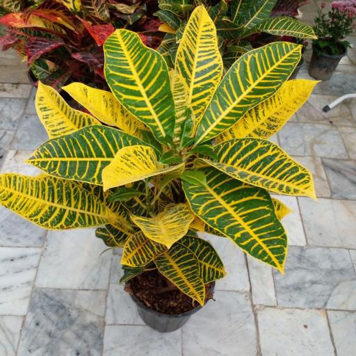 عکس گل کده شفیعی 