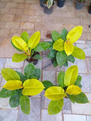 عکس گل کده شفیعی 