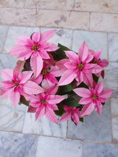 عکس گل کده شفیعی 